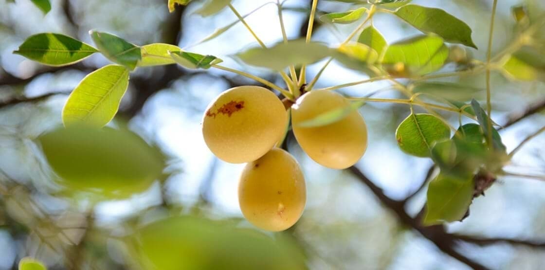 Marula Oil - Premium marula oil products